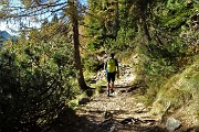 16 Tra abeti,  larici e pini mughi